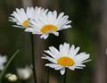 Leucanthemum Vulgare